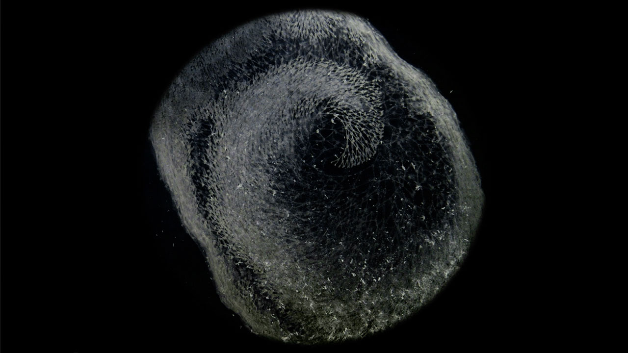 ORGANISM 8 / Growth #3