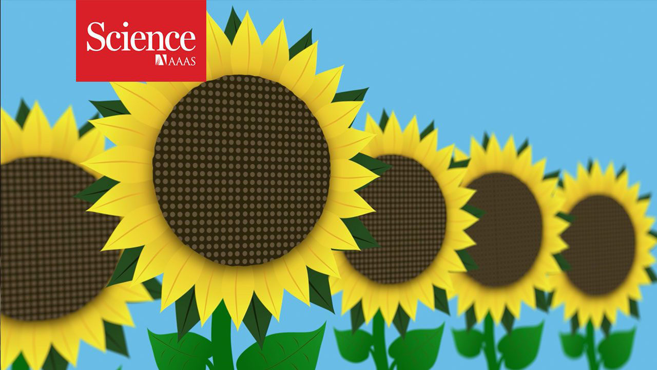Why sunflowers follow the sun