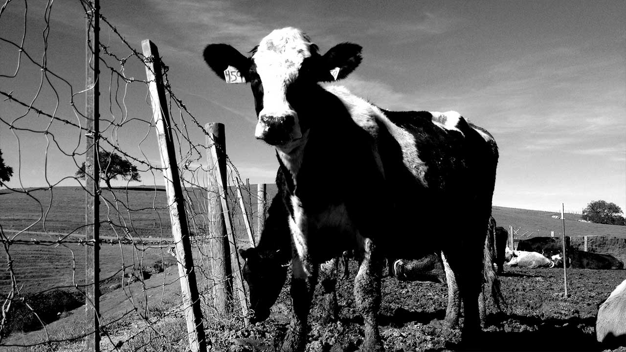 Of Cows and Men