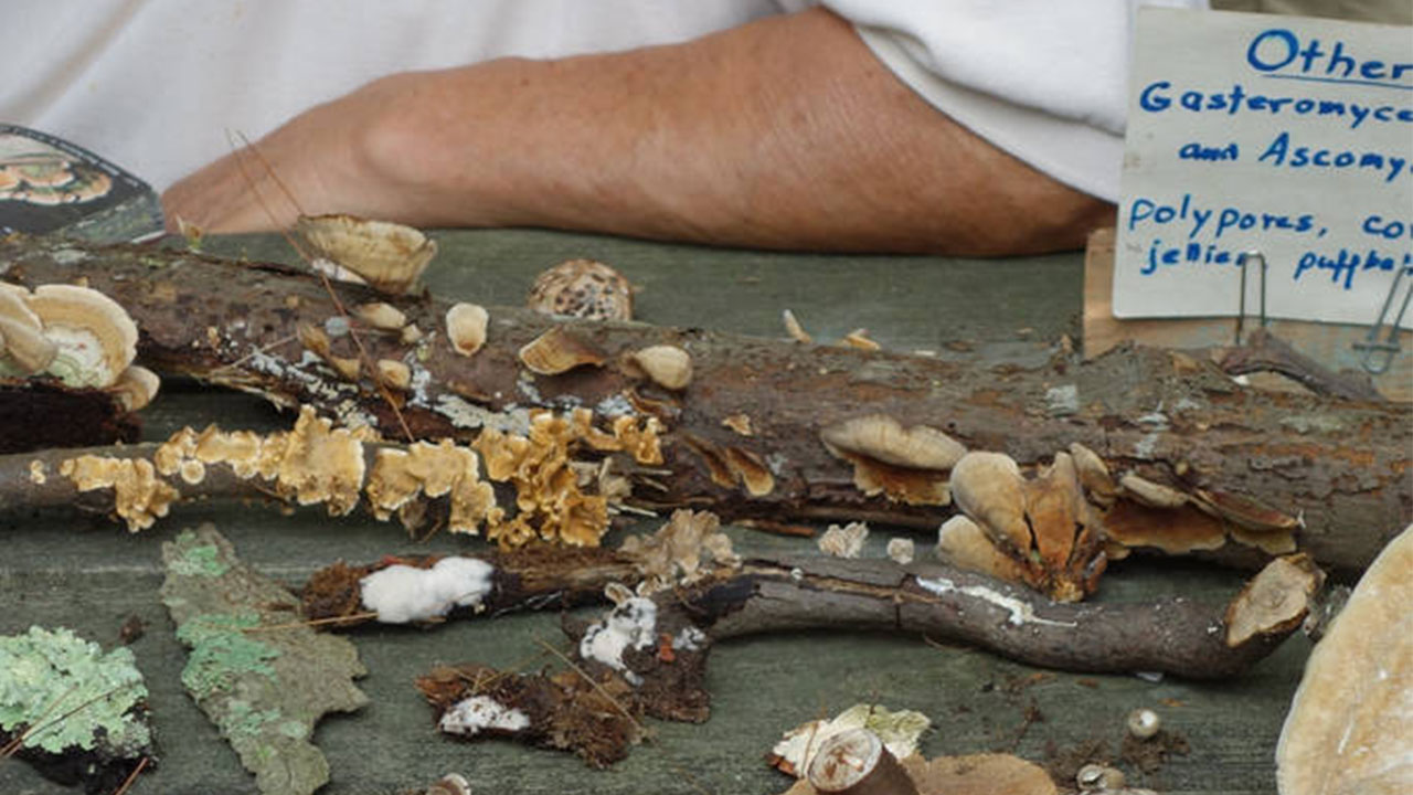 Mycological