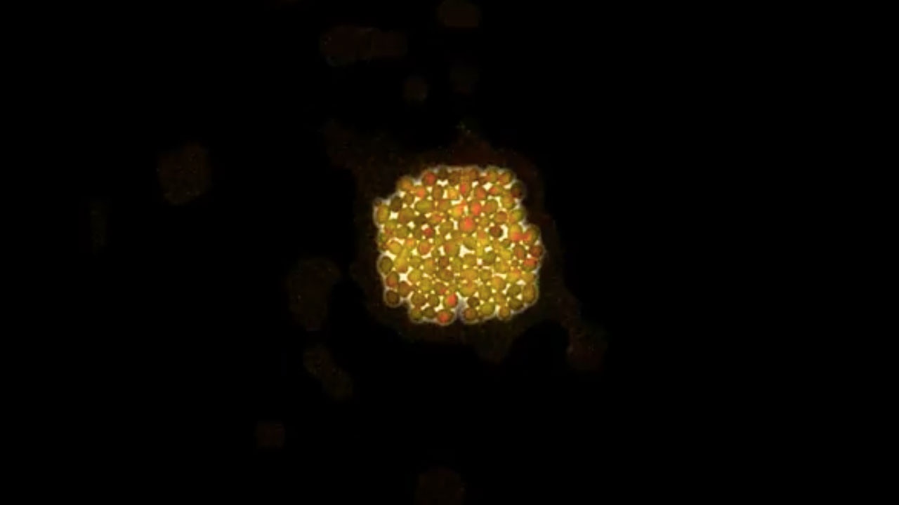 Yeast Cell Growth Meets The Beatles