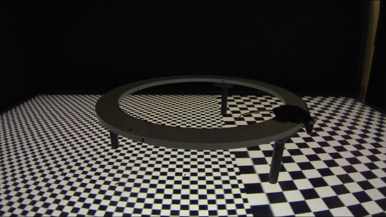 A virtual elevated maze paradigm for freely moving mice