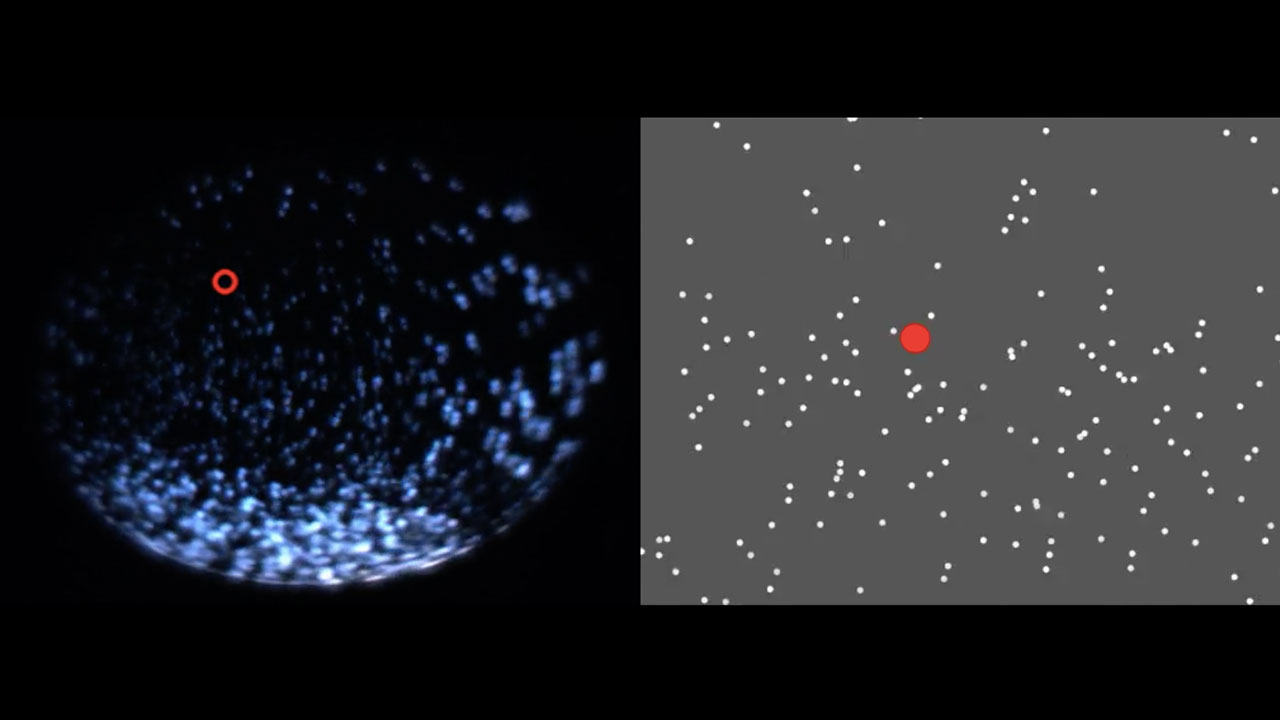 Zebrafish swims among a cloud of 3D dots