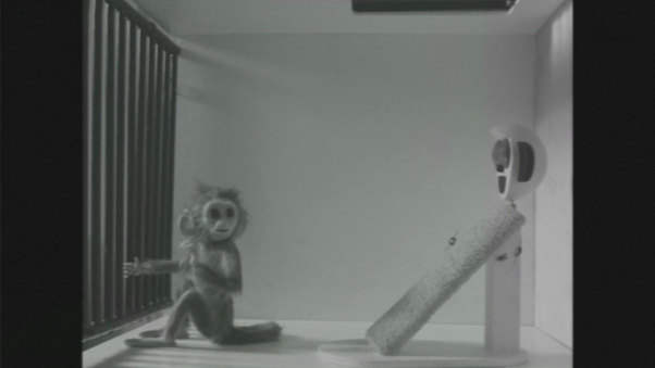 Monkey Love Experiments
