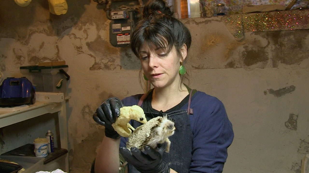 Death & Taxidermy