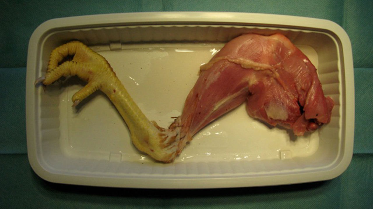 The Making of a Chicken