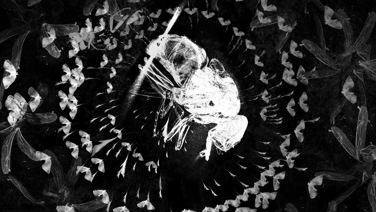 Erään hyönteisen tuho (The Death of an Insect)