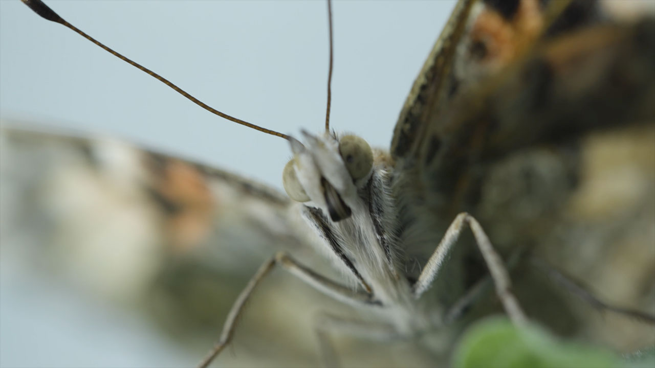 Papillons