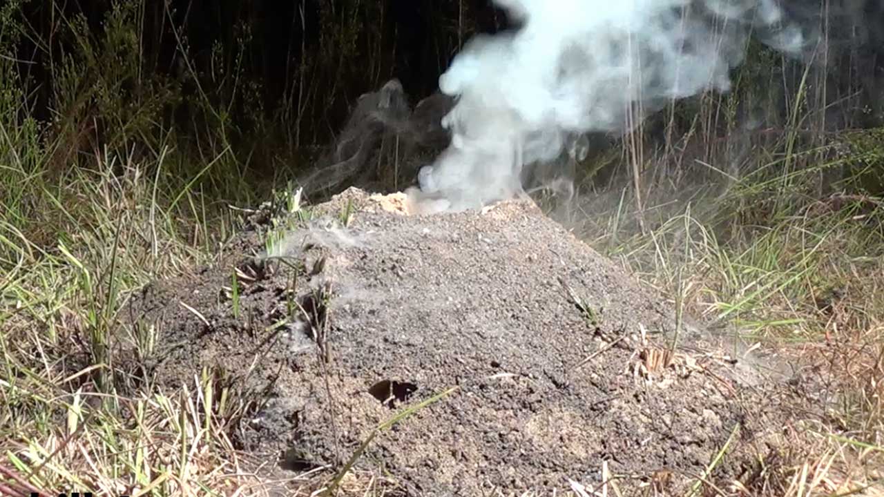 Largest Aluminum Fire Ant Colony Cast So Far (Cast #072)