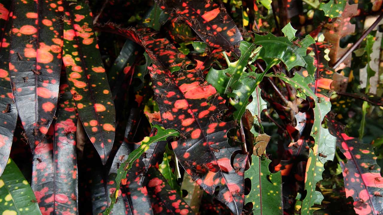 Leafcutters