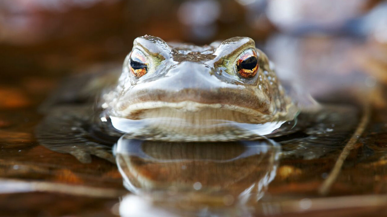 A Toad Story (Kunsten å leggje seg paddeflat)