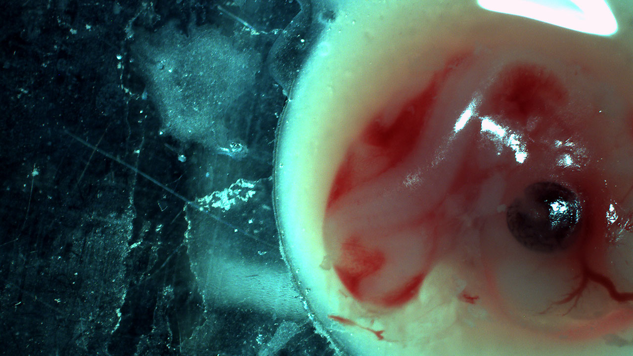 DIY Embryology