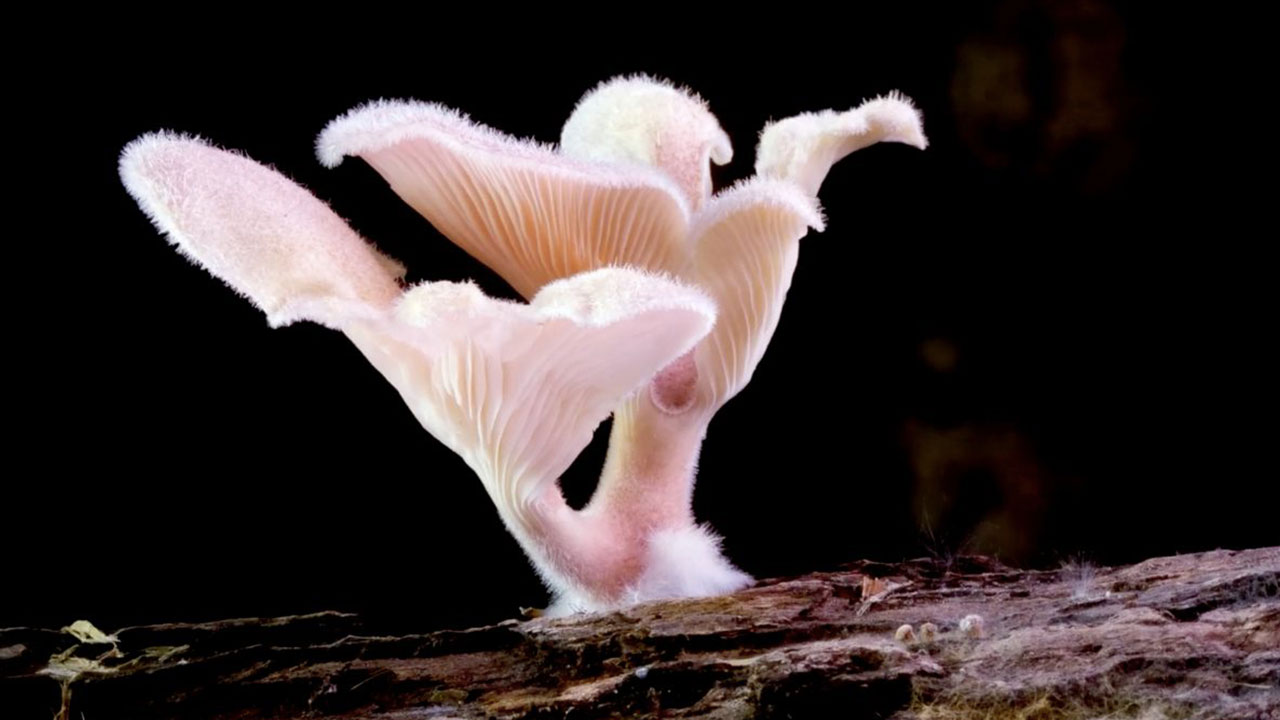 The Kingdom – How Fungi Made Our World