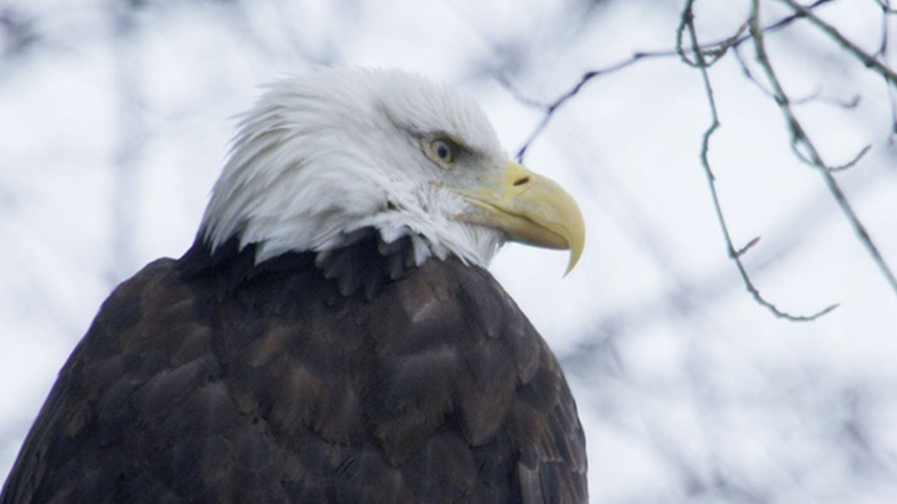 Gathering of Eagles