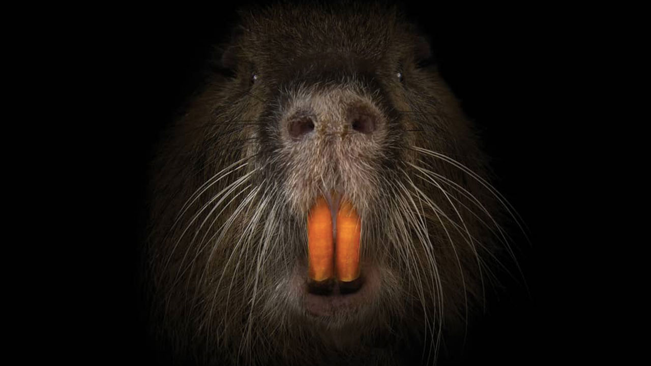 Rodents of Unusual Size