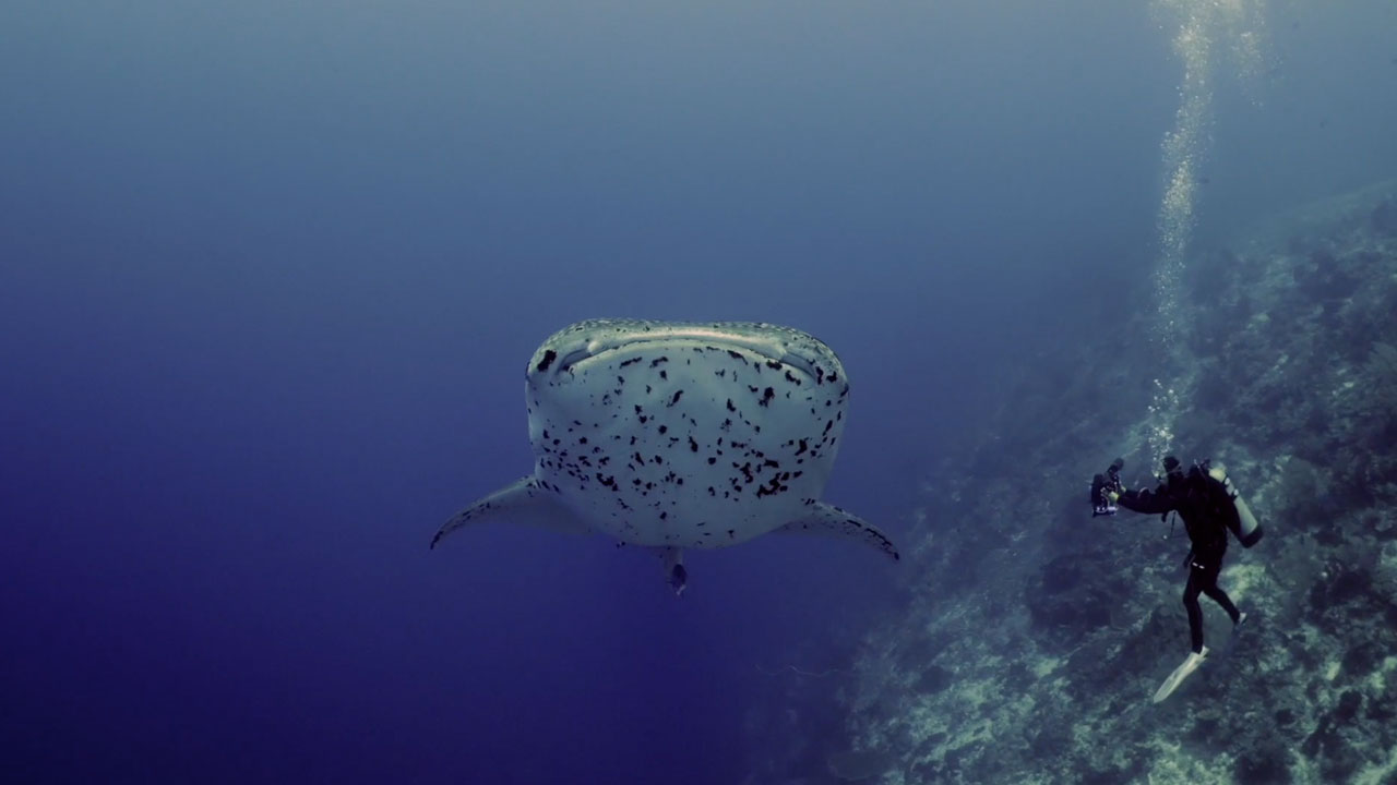Marine Animal Interactions