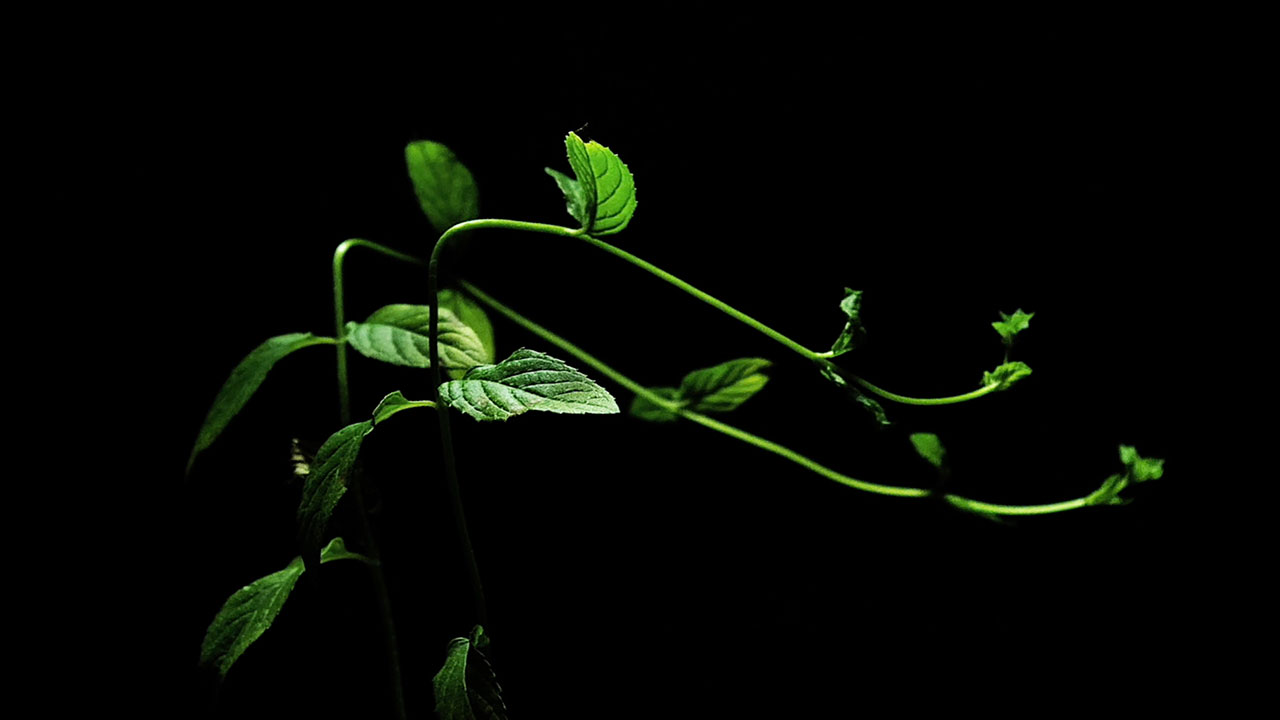 Metamorphosis of Plants