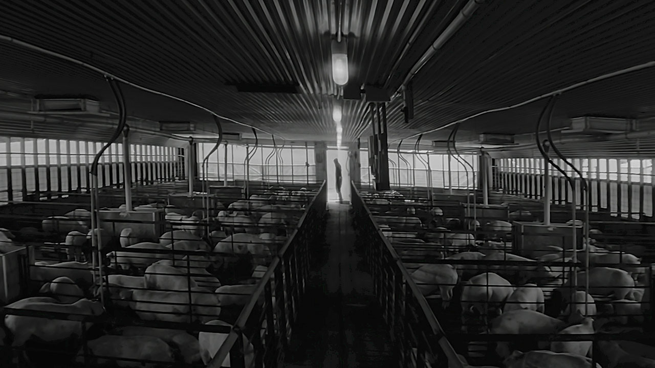 Pig Film