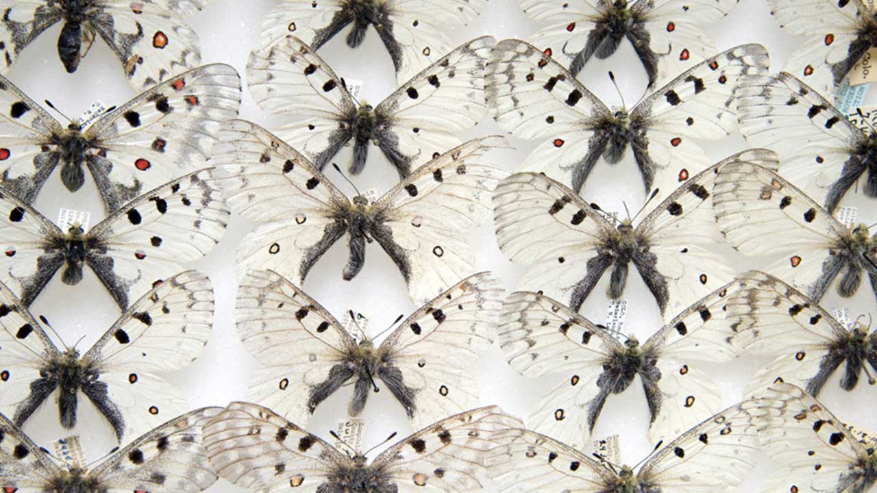 Insecta
