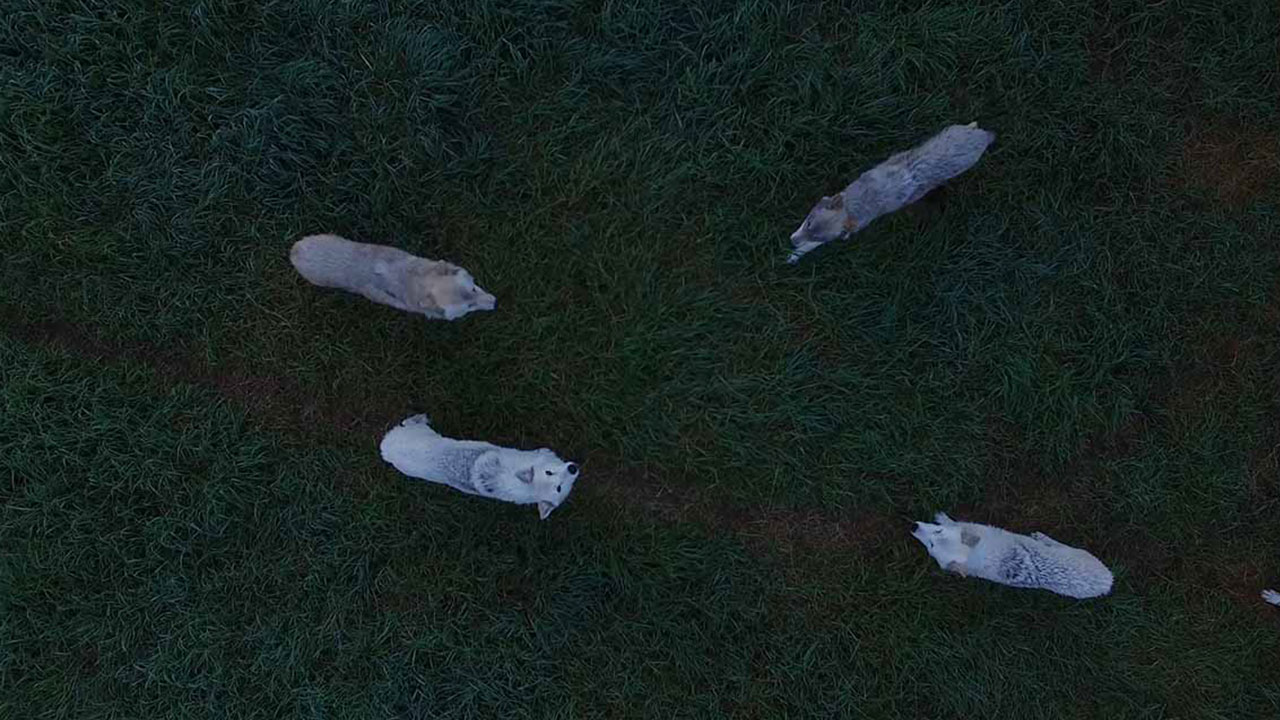 Wolves from Above
