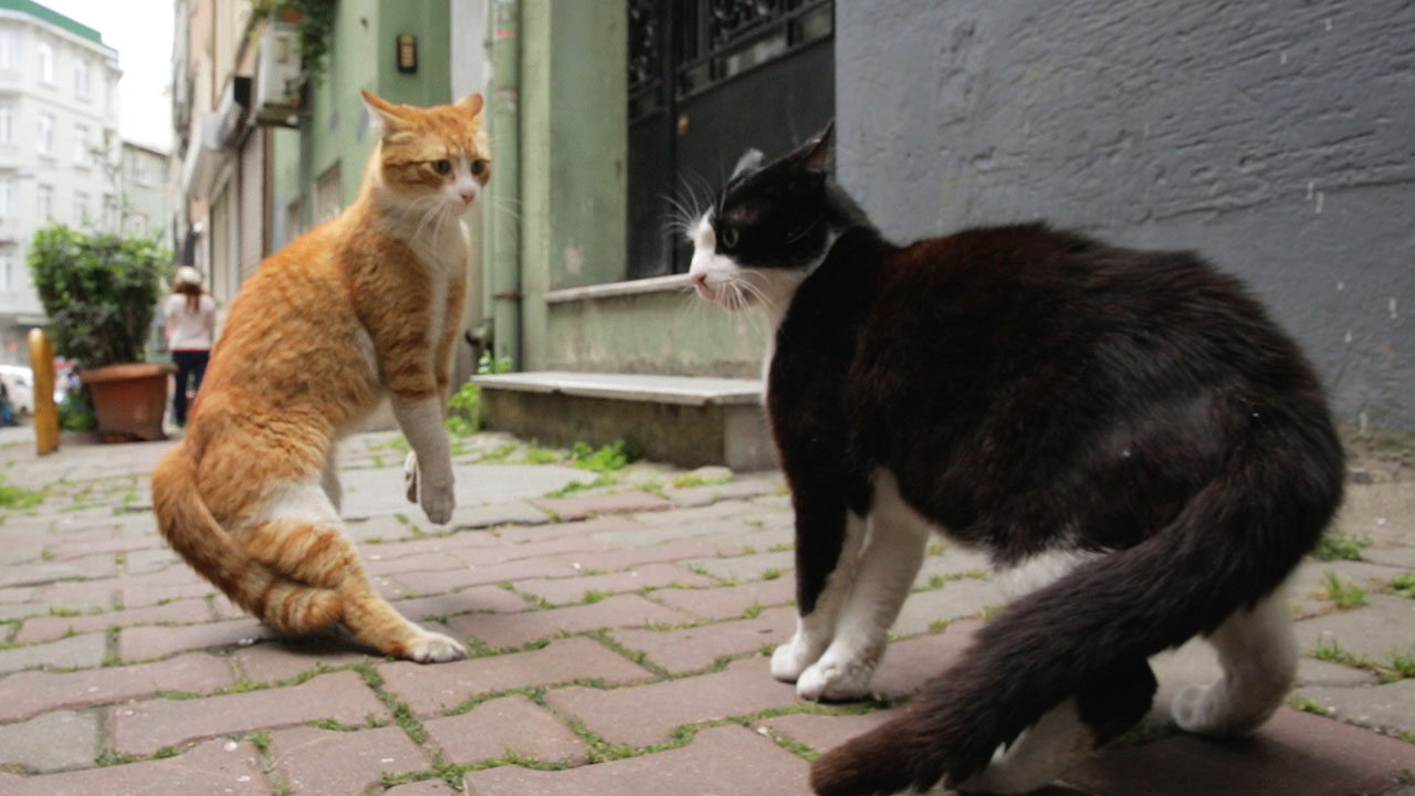 Kedi