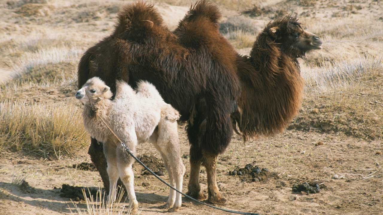 The Story of the Weeping Camel