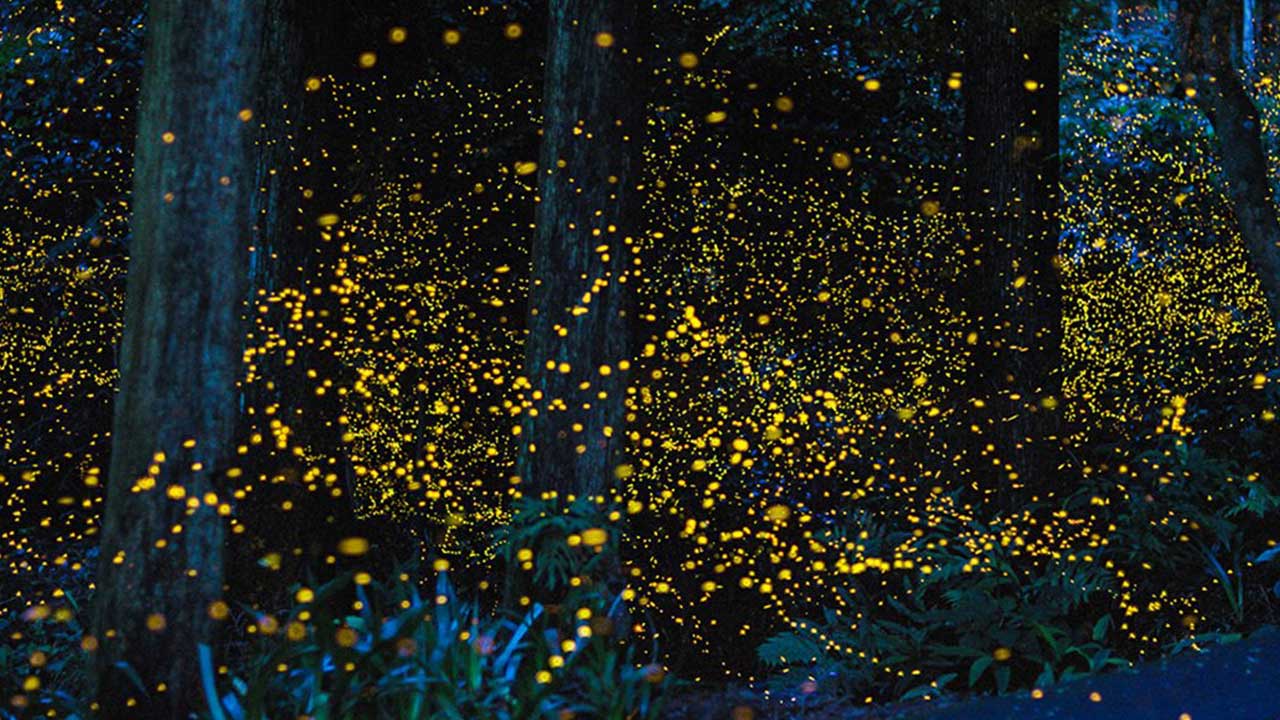 Enchanting Fireflies Paint the Sky