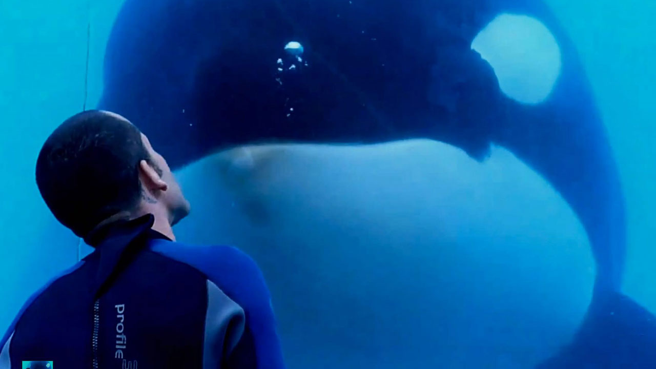 Blackfish