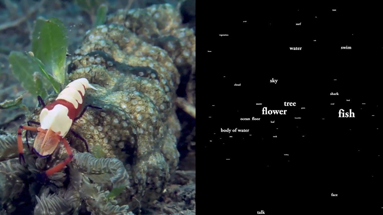 Semantic Decoding From Movies