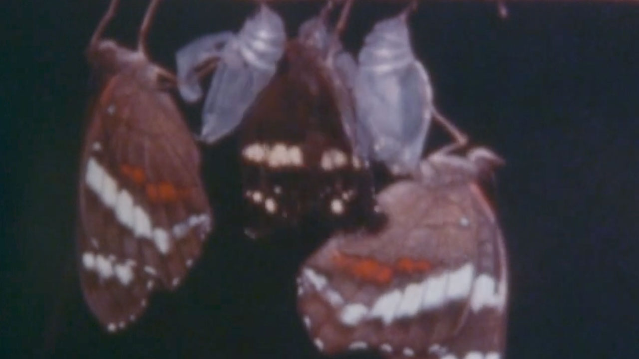 Rearing Anartia Butterflies