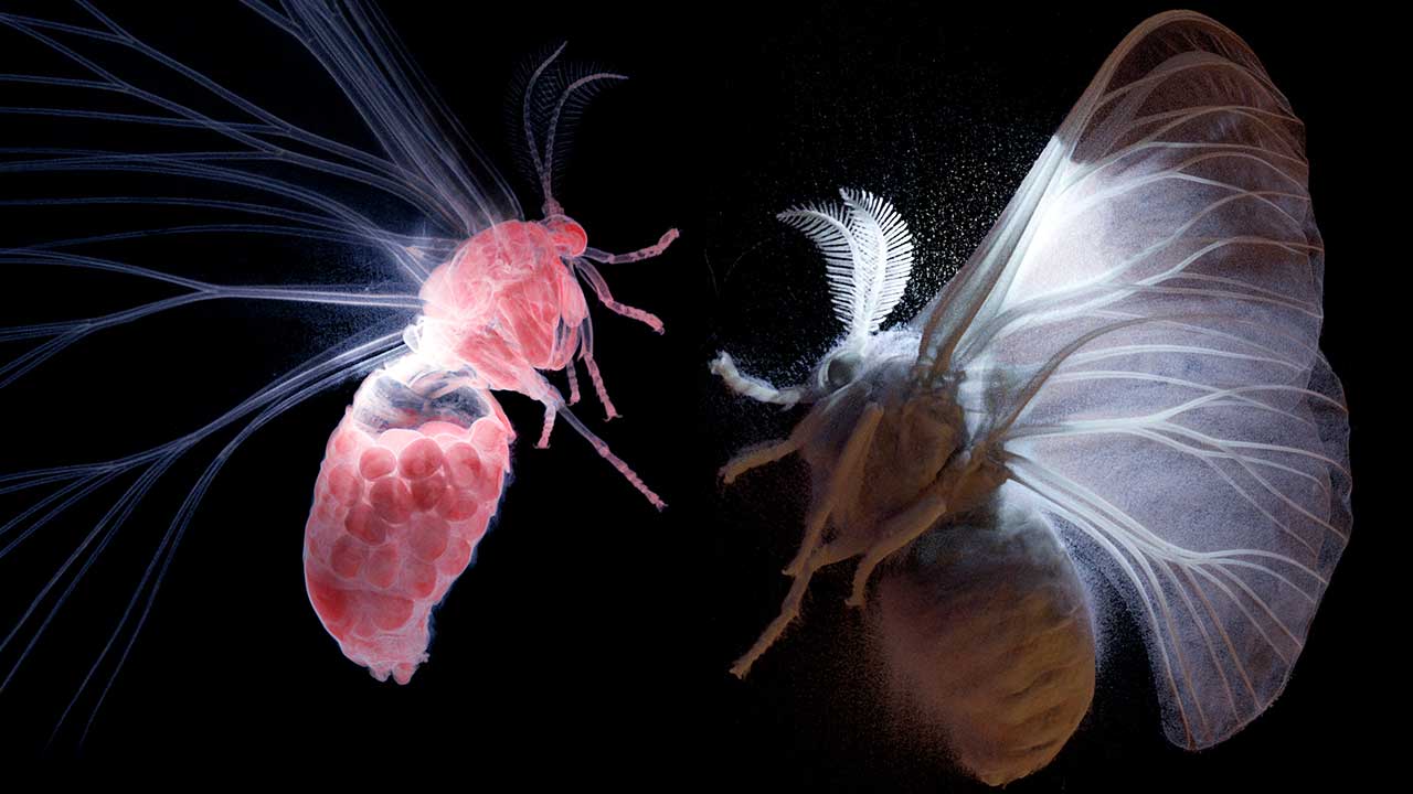 The Secret World of Moths