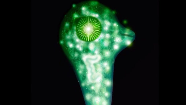 The World of Synthetic Biology