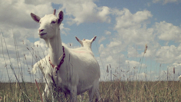 Transgenic Spidergoats