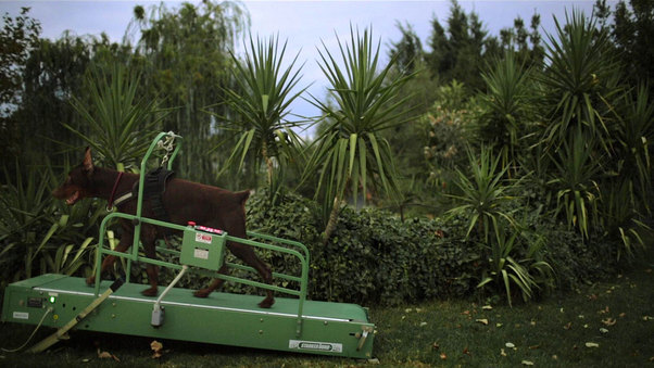 Washingtonia