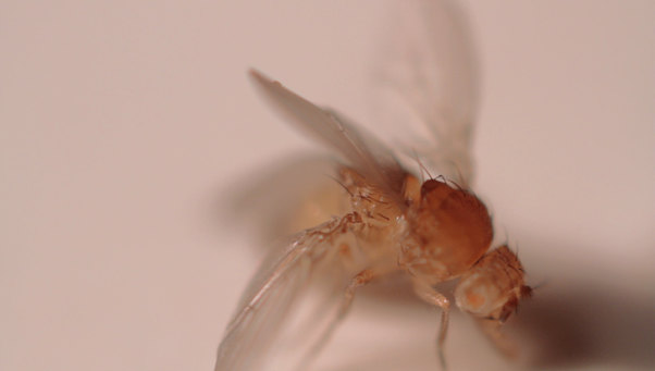 A Fly Called Fig
