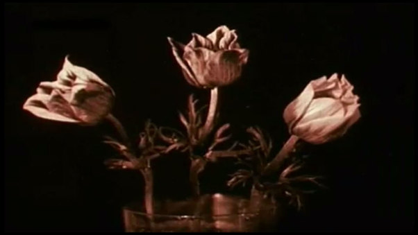 Birth of a Flower