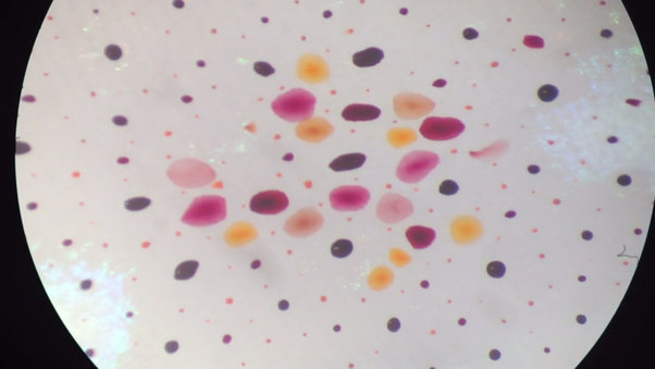 Insane in the Chromatophores