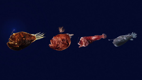 The Field Museum: Science & Education - Fishes