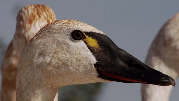 Chasing Birds In Beringia