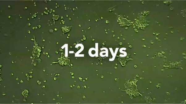 Culture Embryonic Stem Cells and iPS Cells