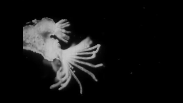R.E.D. - Microscopic