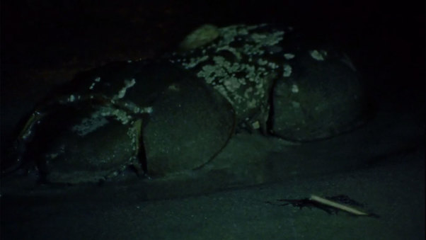 Living Fossil