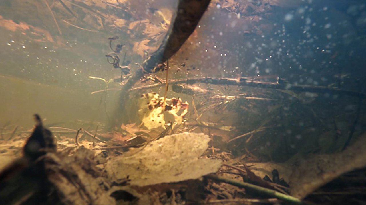 Fairy Shrimp