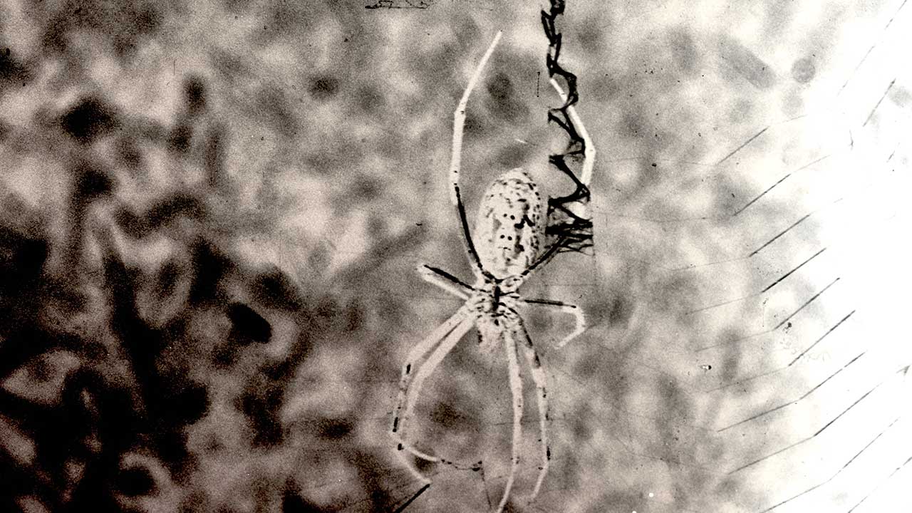 A Net to Catch The Light (视网膜 )