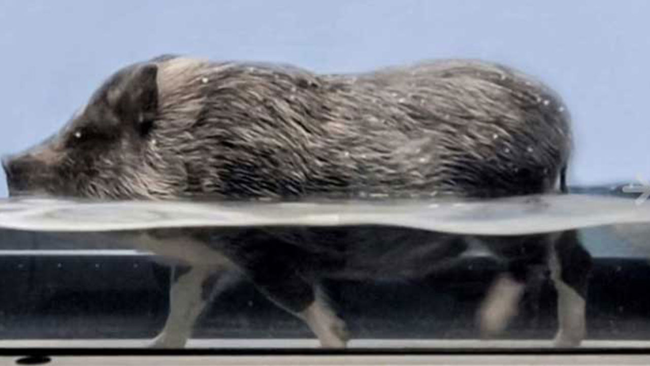 Animals Under Anaesthesia: Speculations on the Dreamlife of Beasts