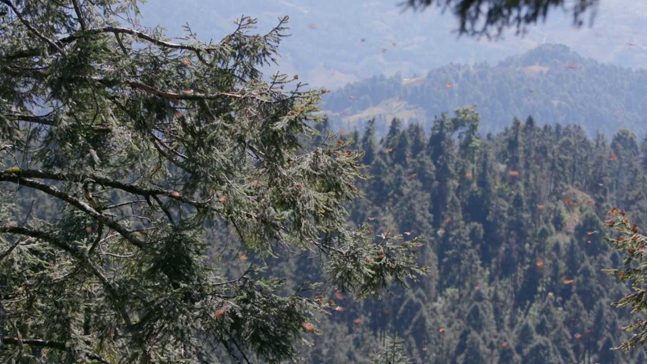 The Arrival of Monarch Butterflies in Sierra Chincua Butterfly Reserve