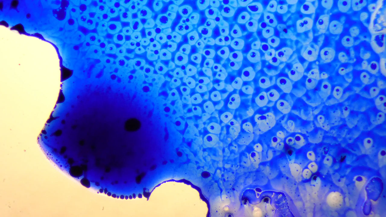 Brilliant Cresyl Blue 40x Lightfield