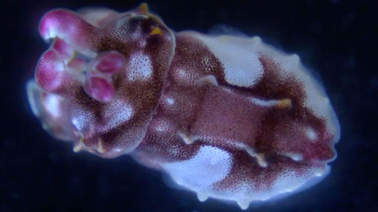 Baby flamboyant cuttlefish color change