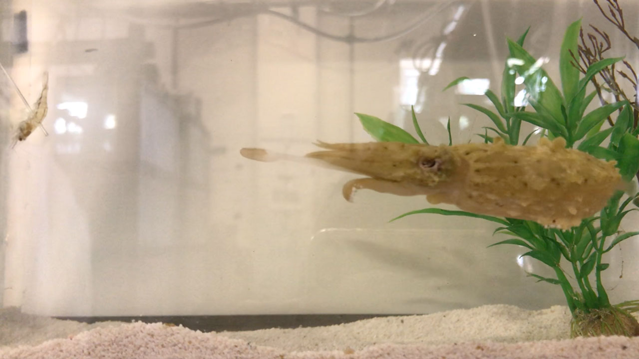 Cuttlefish eating