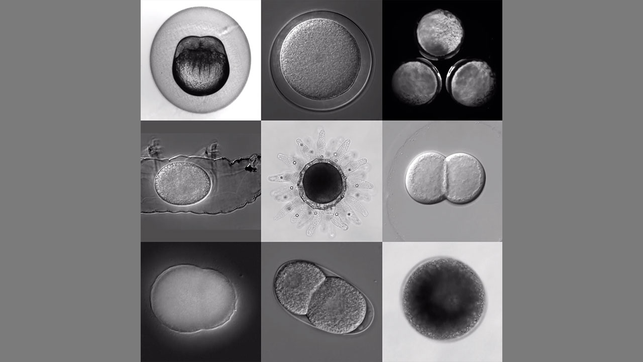 The first few hours of development of 9 organisms